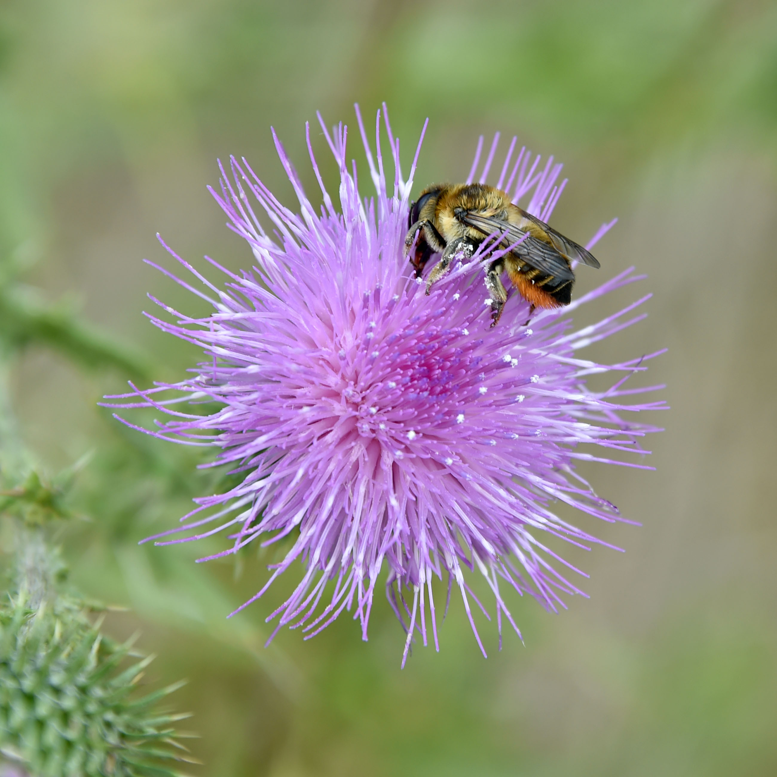 Un pollinisateur sur une fleur